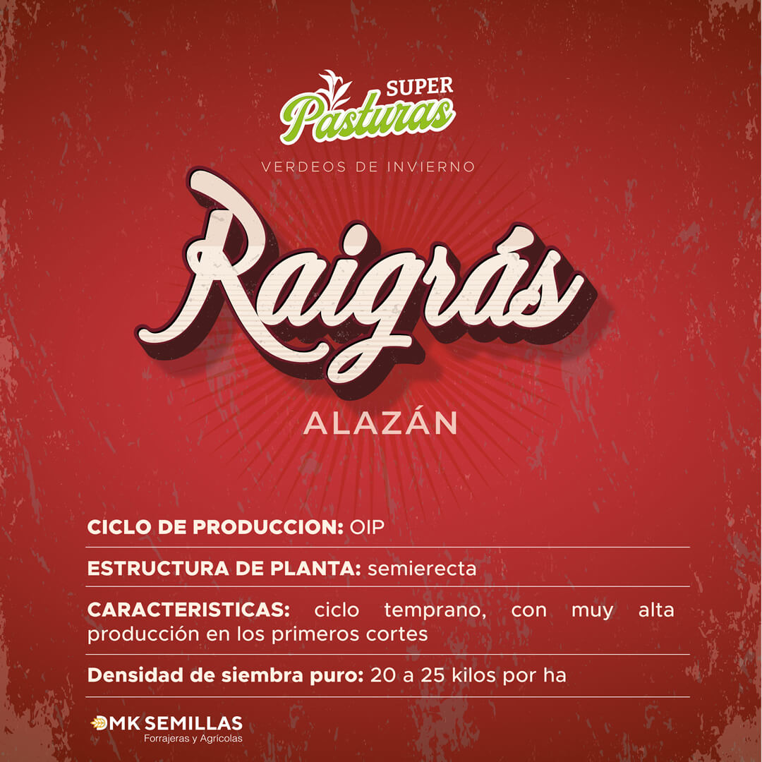 Raigrás ALAZAN - El más rendidor